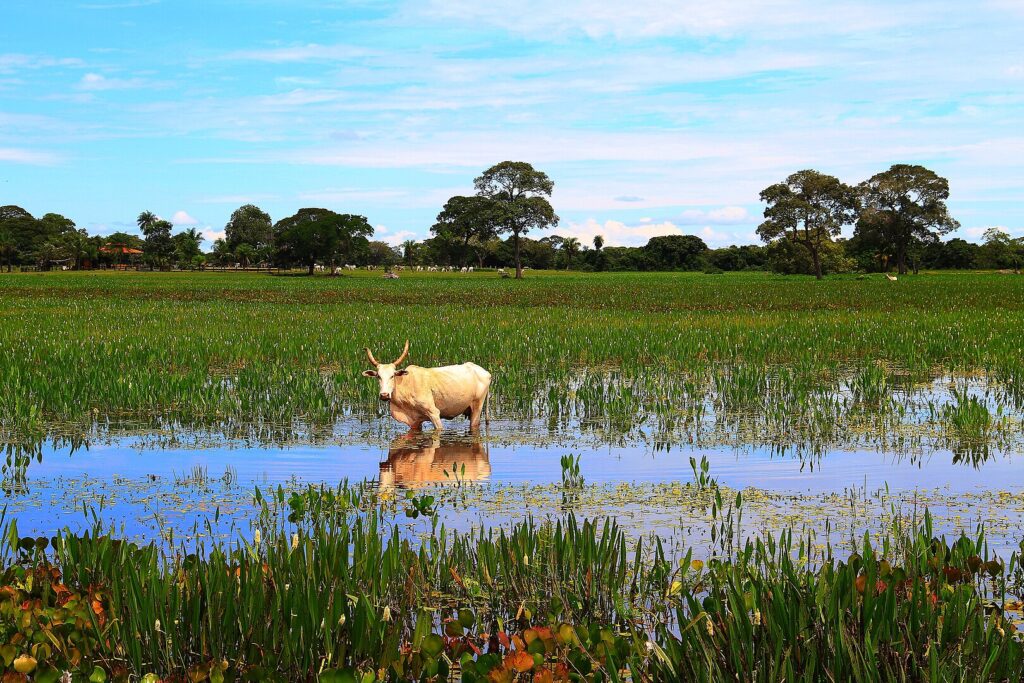 1620px-Belezas_do_Pantanal_do_Mato_Grosso
