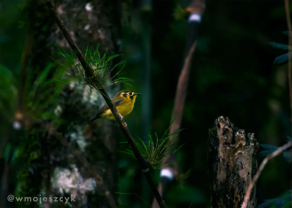 Patinho na Mantiqueira